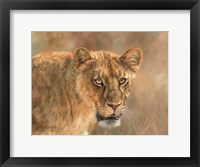 Framed Hungry Lioness