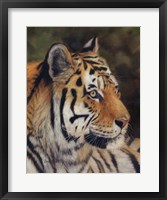 Framed Tiger Portrait 7