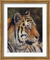 Framed Tiger Portrait 7
