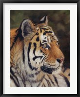 Framed Tiger Portrait 7