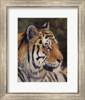 Framed Tiger Portrait 7