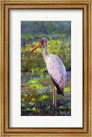 Framed Yellow Billed Stork
