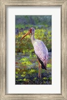 Framed Yellow Billed Stork