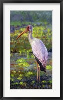 Framed Yellow Billed Stork