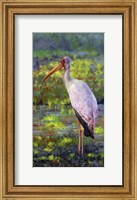 Framed Yellow Billed Stork