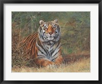 Framed Tiger In Bush
