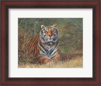 Framed Tiger In Bush