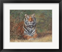 Framed Tiger In Bush