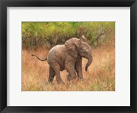 Framed Baby African Elephant