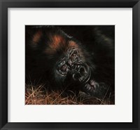 Framed Gorilla In Bed