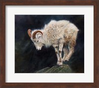 Framed Mountain Goat