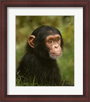 Framed Chimp