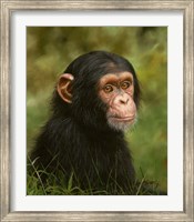 Framed Chimp