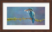 Framed Kingfisher 3