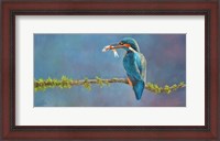 Framed Kingfisher 3