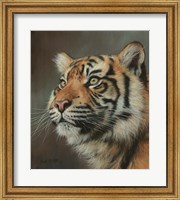 Framed Young Sumatran Tiger Portrait