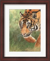 Framed Tiger 8