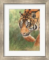 Framed Tiger 8