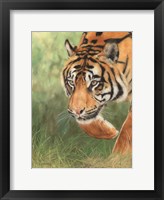 Framed Tiger 8