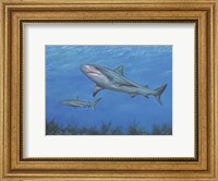 Framed Reef Shark