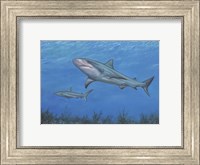 Framed Reef Shark