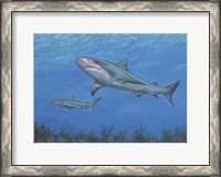 Framed Reef Shark