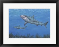 Framed Reef Shark