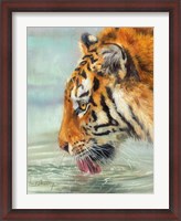 Framed Tiger Drinking