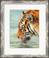 Framed Tiger Drinking