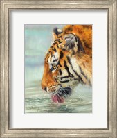 Framed Tiger Drinking