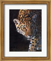 Framed Jaguar Portrait 2