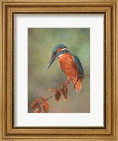 Framed Kingfisher Perched