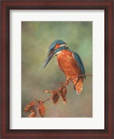 Framed Kingfisher Perched