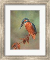 Framed Kingfisher Perched