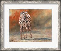 Framed Zebra Foal Standing