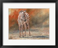 Framed Zebra Foal Standing