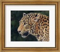 Framed Leopard Head Side