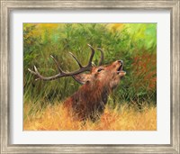 Framed Red Deer In Field