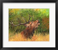 Framed Red Deer In Field