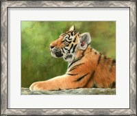 Framed Tiger Cub Looking Up