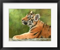 Framed Tiger Cub Looking Up