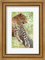 Framed Leopard Tree