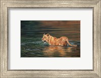 Framed Lioness Water