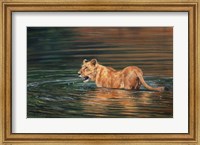 Framed Lioness Water
