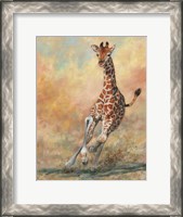 Framed Young Giraffe Running