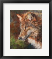 Framed Grey Wolf Face