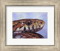 Framed Snake