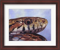Framed Snake