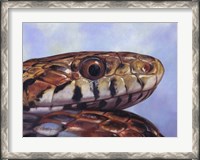 Framed Snake