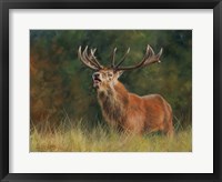 Framed Stag #1